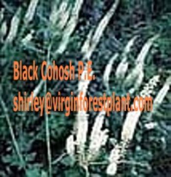  Black Cohosh P.E.(Shirley At Virginforestplant Dot Com)